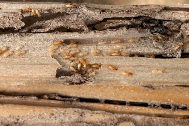 Best Termite Control Services  in Campbell, OH