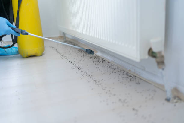 Best Affordable Pest Control Services  in Campbell, OH