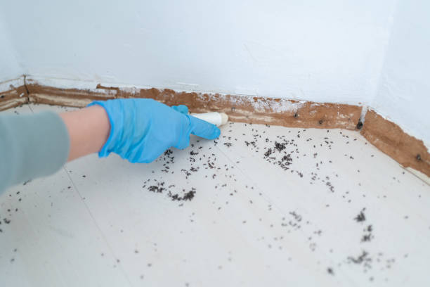 Best Insect Control  in Campbell, OH